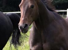 Cheyenne Quarter Horse